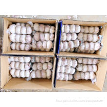 2020 GARLIC TOP QUALITY WHOLESALE GARLIC